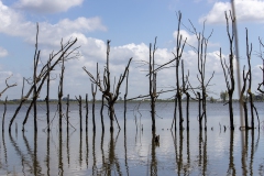 Biesbosch