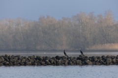 Biesbosch-2