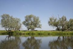 Biesbosch-26
