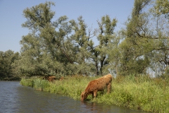 Biesbosch-27