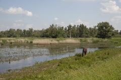 Biesbosch-28