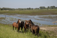 Biesbosch-29