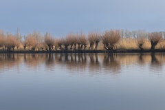 Biesbosch-3