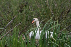 Biesbosch12-2