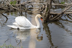 Biesbosch13