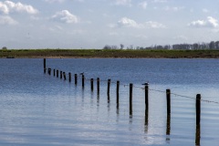 Biesbosch2