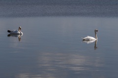Biesbosch4