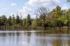 Biesbosch5