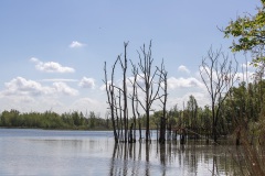 Biesbosch6