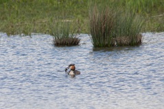 Biesbosch9-2