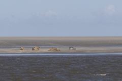 Nat3-Wadden-Mieke-10