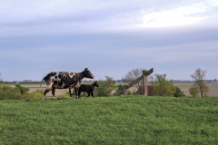 Nat3-Wadden-Mieke-30