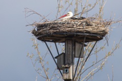 Houten-ooievaar