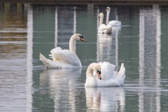 Houten-zwanen