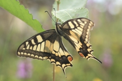 vlinders-1