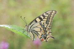 vlinders-2
