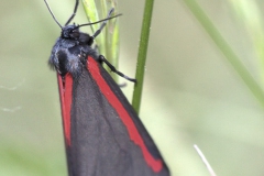 vlinders-5