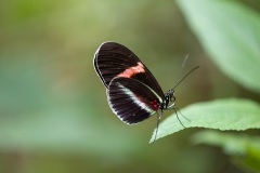 vlinders-51