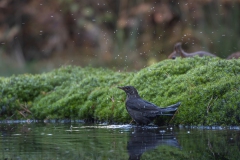vogels-18