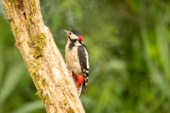 vogels-29