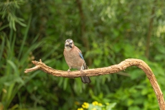 vogels-31