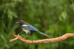 vogels-32