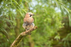 vogels-34