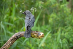 vogels-35