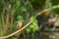 vogels-36