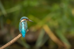 vogels-39