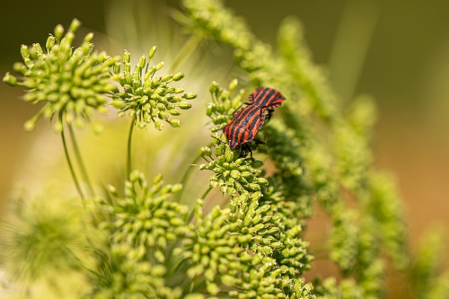 insecten