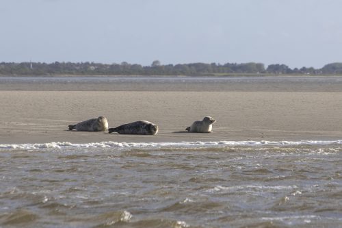 Nat3 Wadden Mieke (11)