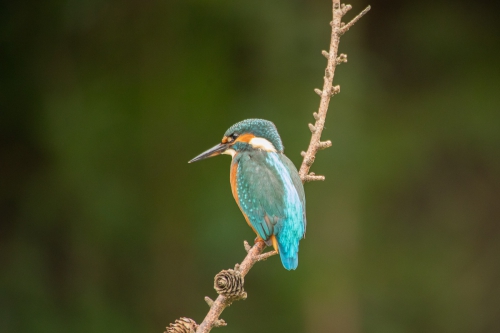vogels (38)