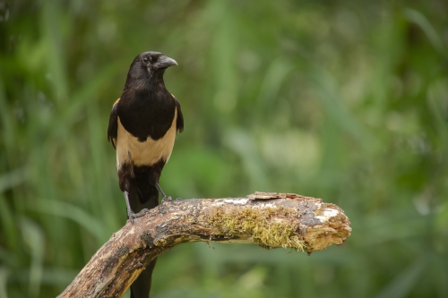 vogels (40)